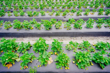 A modern you pick strawberry farm and irrigating system	
