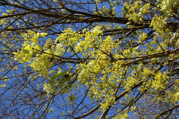 Maple (Acer platanoides) blooms in nature