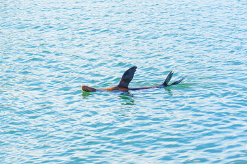 Fototapeta premium Sea Lion Soaking in Calm Waters of Oceanside, California