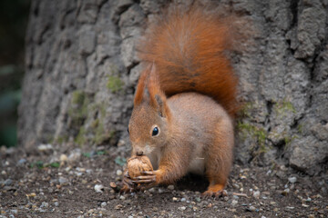 Squirrel’s Treasure