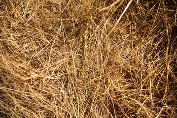 Dry hay background close-up