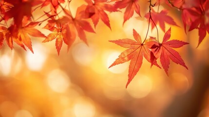 Fototapeta premium Vibrant red maple leaves against a soft golden background, capturing the essence of autumn.