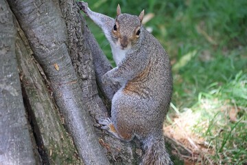 Squirrel in Hyde Park, London, England