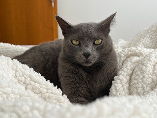 Cat on a bed with open eyes