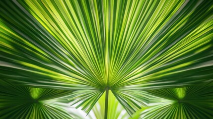 Close-up of vibrant green palm leaves showcasing intricate patterns and textures.