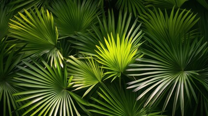 Obraz premium A vibrant display of lush green palm leaves, highlighting their intricate textures and varying shades under soft diffused light.