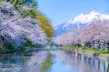 美しい弘前の桜