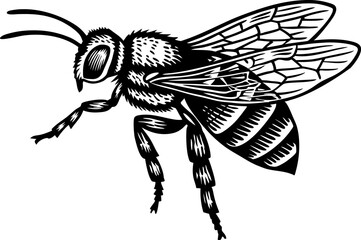 Honey bee with intricate details, showcasing its wings, legs, and striped body in a realistic style sketch engraving vector