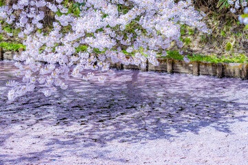 美しい弘前の桜