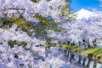 美しい弘前の桜