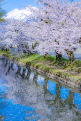 美しい弘前の桜