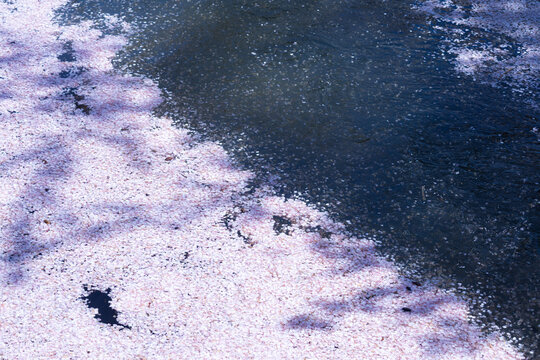 美しい弘前の桜