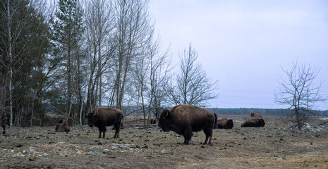 A group of wild bison in a forest clearing in winter