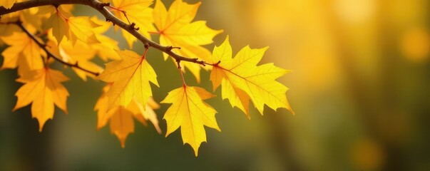 Golden yellow leaves falling from a Ginkgo tree branch, yellow, nature, branch