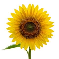 Fototapeta premium Yellow sunflower with detailed petals and intricate center pattern, isolated on a white background.