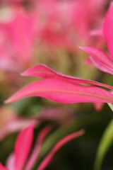 Spring, pink flowering leaf of the Forest Flame, an evergreen shrub, close up on portrait format