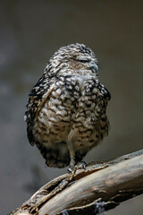 Burrowing owl on the branch. Latin name - Speotyto cunicularia