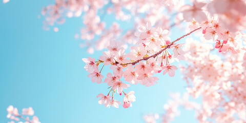 Pink Cherry Blossom Canopy View
