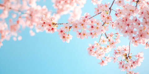 Pink Cherry Blossom Canopy
