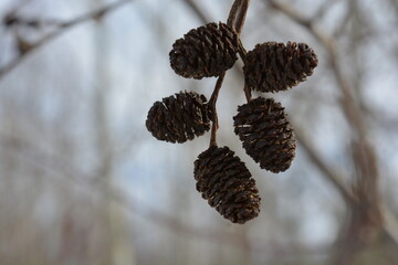small brown alder cones on a blurred background