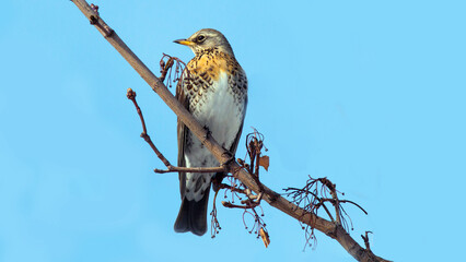 robin on branch
