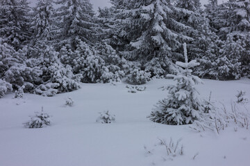 Little Christmas tree in the snow 