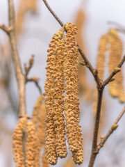 Nahaufnahme von blühenden Kätzchen an einem kleinen Zweig der Hasel (Corylus avellana).