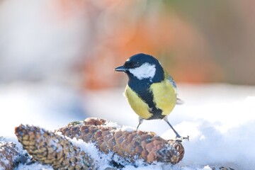 Winter scene with a cute great tit. Closeupm, portrait of a great tit. Parus major