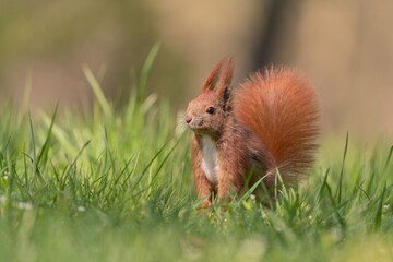 Portrait of a european red squirrel in its nature habitat. Sciurus vulgaris. A cute red squirrel sits in the grass. 