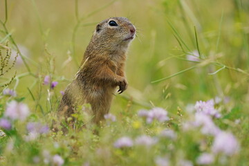 A cute european ground squirrel poses in the grass. Wildlife scene with a ground squirrel. Spermophilus citellus