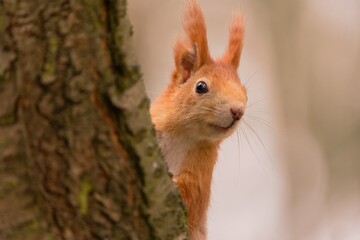 Portrait of a european red squirrel in its nature habitat. Sciurus vulgaris. A cute red squirrel climbs on a tree strain. 