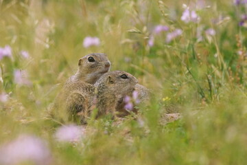 Two cute baby euroopean ground squirrel is sitting in the grass. Spermophilus citellus