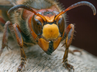 Frontale Makroaufnahme einer Hornisse (Vespa crabro).