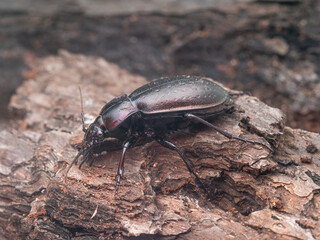 Nahaufnahme eines Hainlaufkäfer (Carabus nemoralis), der über die Rinde eines Baumes läuft.