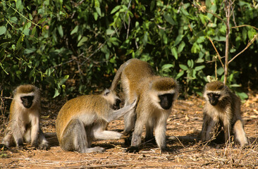 Vervet, singe, Chlorocebus pygerythrus
