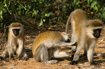 Vervet, singe, Chlorocebus pygerythrus
