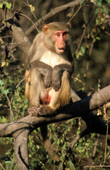 Singe macaque rhésus , Macaca mulatta