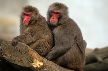 Naklejka premium Macaque Japonais, femelle et male , Macaca fuscata