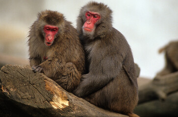 Fototapeta premium Macaque Japonais, femelle et male , Macaca fuscata