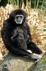 Singe, colobe Guereza, Colobus guereza,
