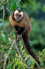 Singe capussin, Cebus apella, Perou