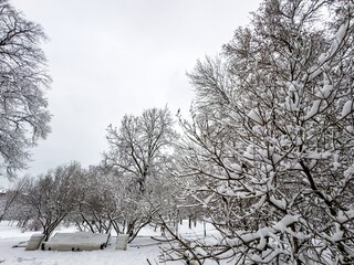 A mesmerizing close-up of tree branches covered in freshly fallen snow, forming intricate patterns against a muted winter sky. The delicate balance of snow adds a serene and peaceful touch