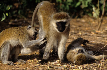 Singe vervet, Cercopithecus aethiops,  Kenya