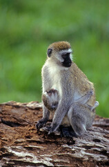 Singe vervet, Cercopithecus aethiops,  Kenya