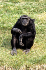 Singe chimpanzé, Pan troglodytes, Tanzanie