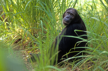 Singe chimpanzé, Pan troglodytes, Tanzanie