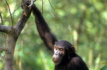 Singe chimpanzé, Pan troglodytes, Tanzanie