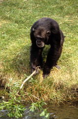Singe chimpanzé, Pan troglodytes, Tanzanie