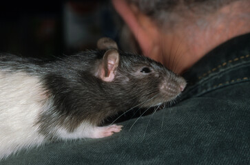 Rat domestique, Rattus norvegilus