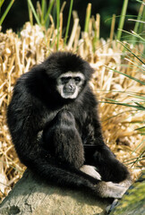 Colobe guéréza, femelle et jeune, Colobus guereza